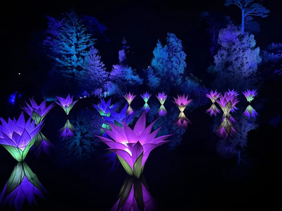 Vibrant lotus-like light sculptures glow purple and green on dark water, reflecting colorful trees at Lightscape in San Francisco.