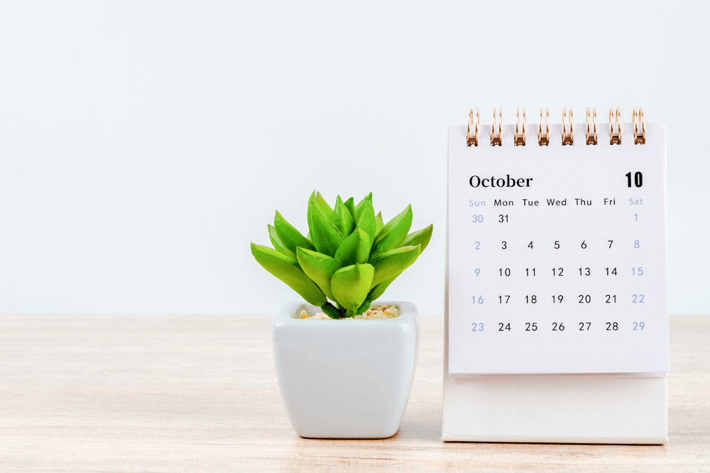 October desk calendar beside a small green succulent in a white pot.