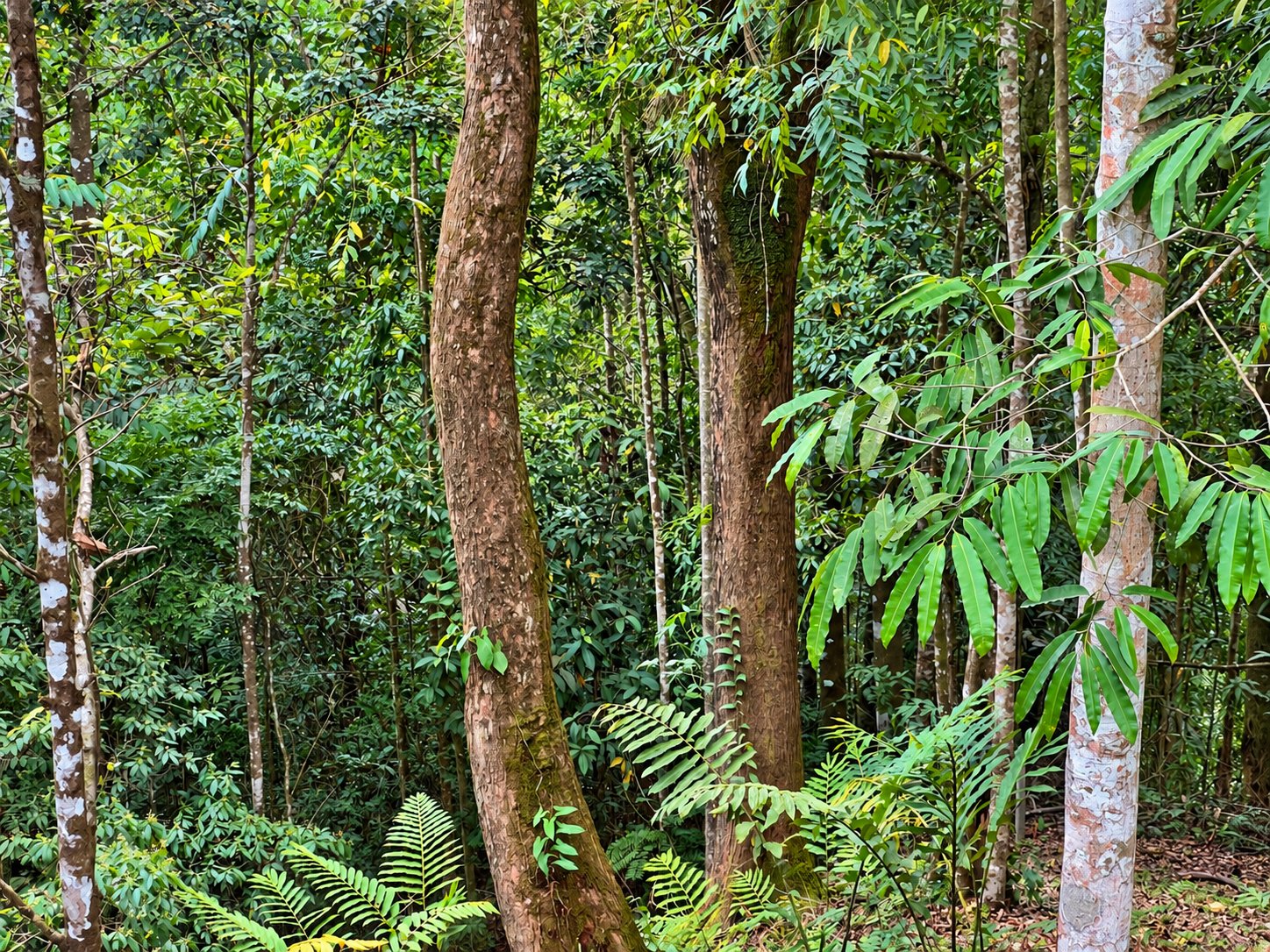 Tinamastes Mountain Escape | Cool Climate, Nature & Endless Potential