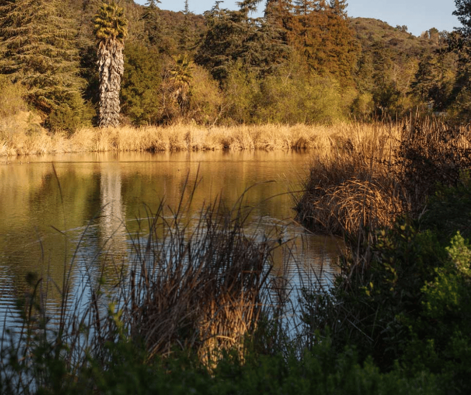 Explore the Natural Beauty of Franklin Canyon Park: Hiking Trails, Duck Ponds, and Scenic Views in the Heart of LA