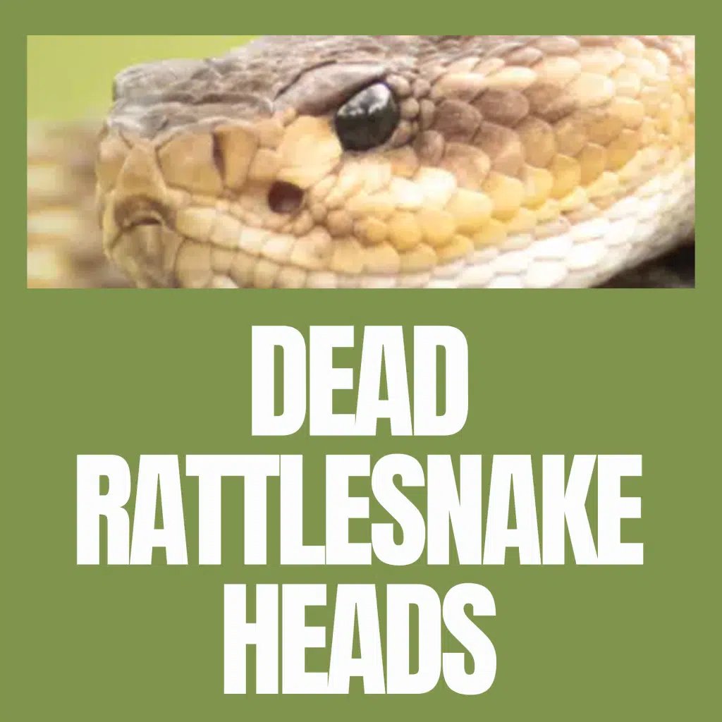 Dead Rattlesnake Heads