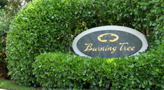 Bonita Bay - Burning Tree