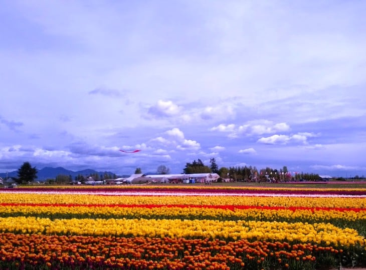 Buying Rural Property in Skagit County: Wells, Floods & Acreage Tips