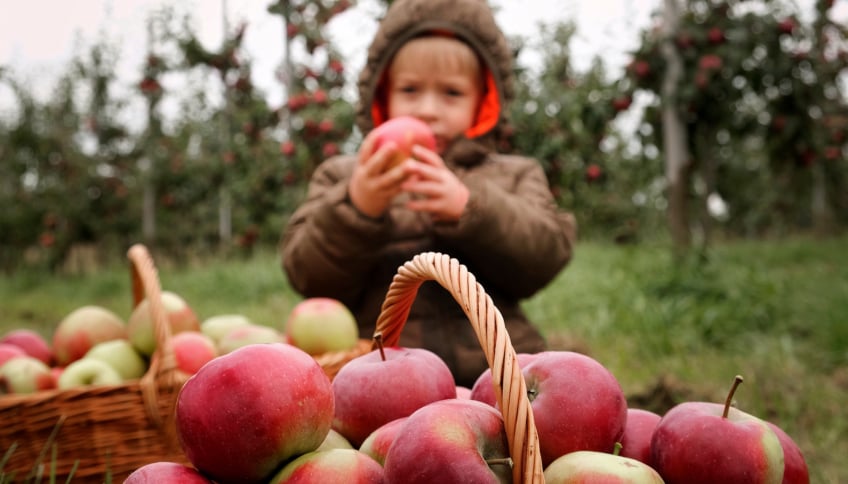 Child eating an apple among baskets of freshly picked apples in an orchard.
