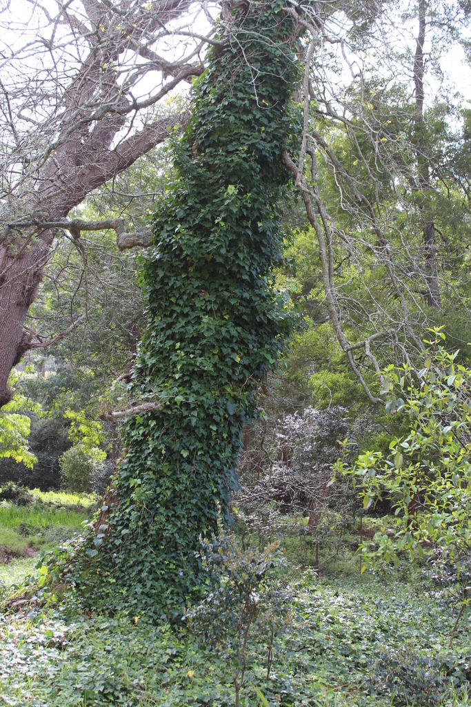 🌿Apparently, English Ivy Isn’t Nearly as Harmless as We Thought…**