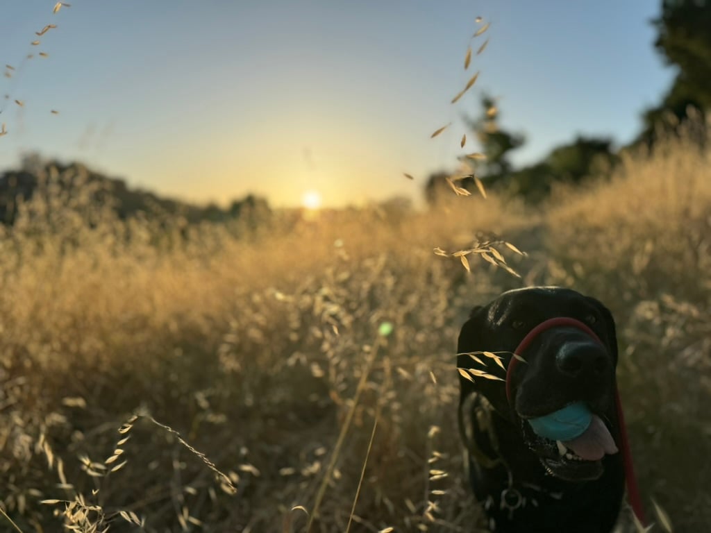 Sun Valley, San Rafael, Marin County