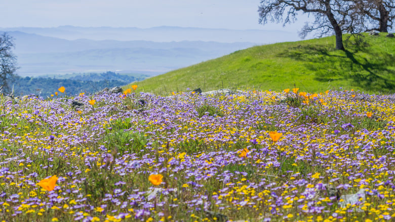 What Makes Morgan Hill a Great Place to Live?