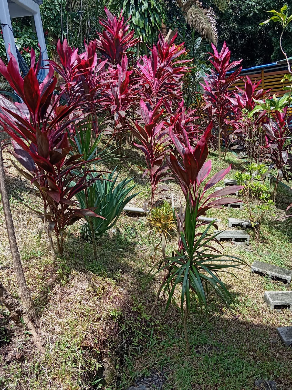 M. A. Ocean View Apt.