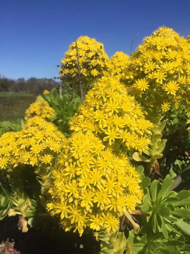 Clusters of yellow desert flowers among green succulent leaves beneath a clear blue sky.
