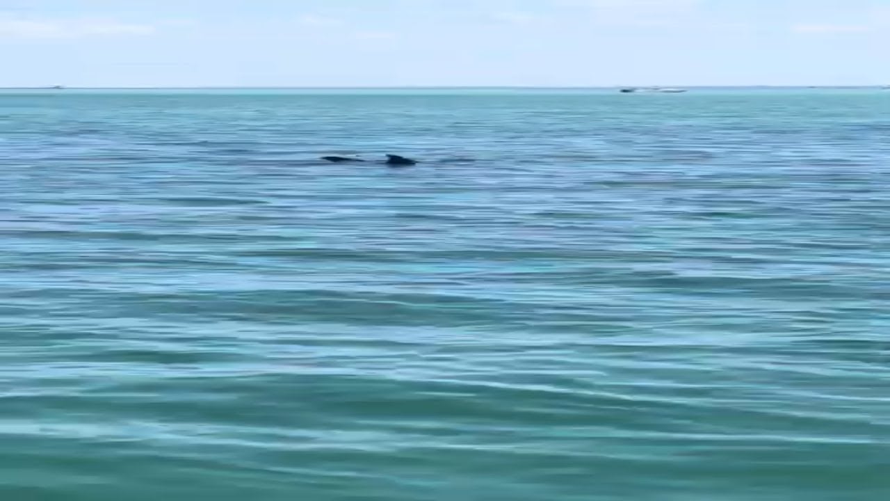 Beach at Anclote Key - Dolphins