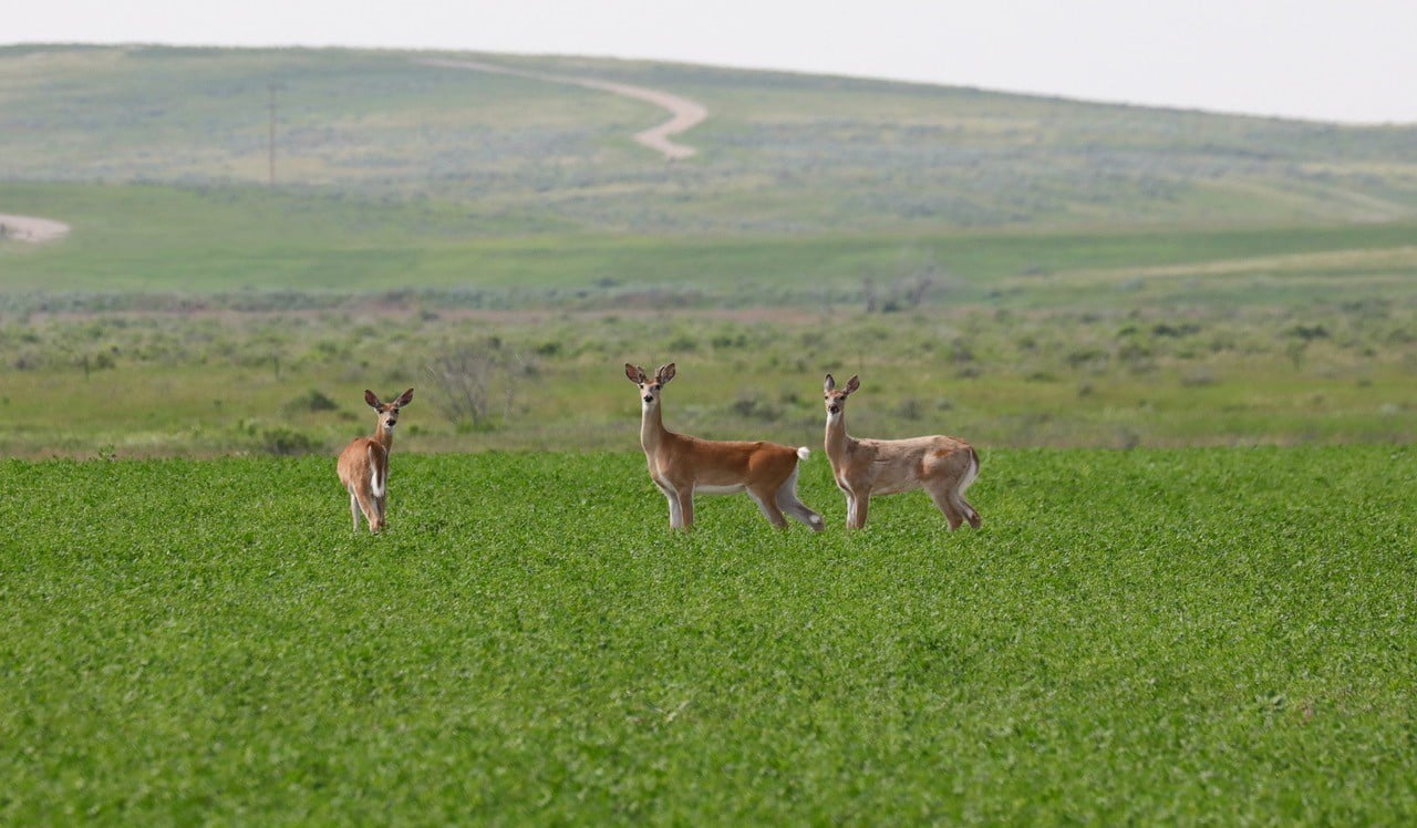 Spurs and Furs Ranch