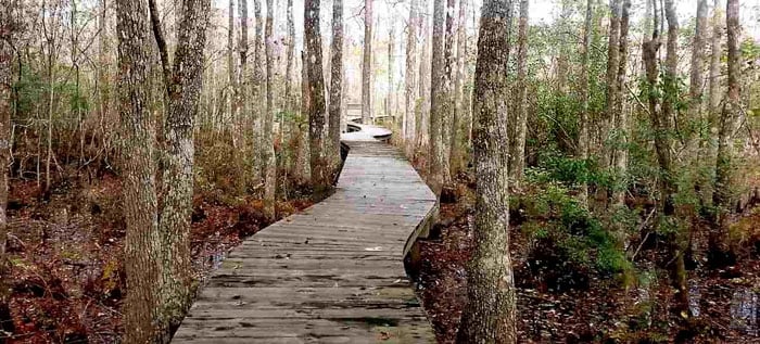 Prince Creek - Collins Creek Landing