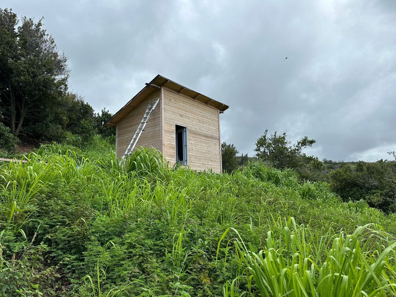 Unfinished wooden outbuilding and ladder amid tall grass on a densely vegetated hillside.