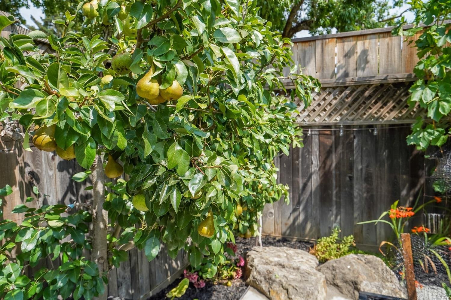 Hartson, Napa