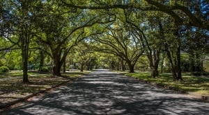 Forest Hills - South Oleander
