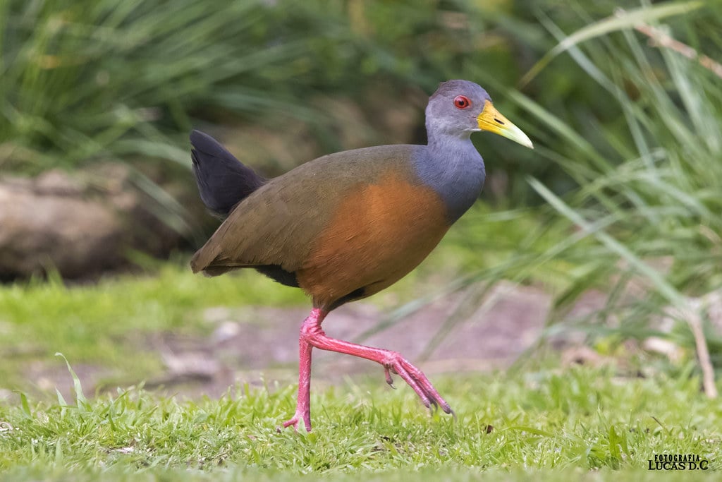 Build-Ready Ocean View Land with Casita & Fruit Orchard | Tres Rios, Costa Rica