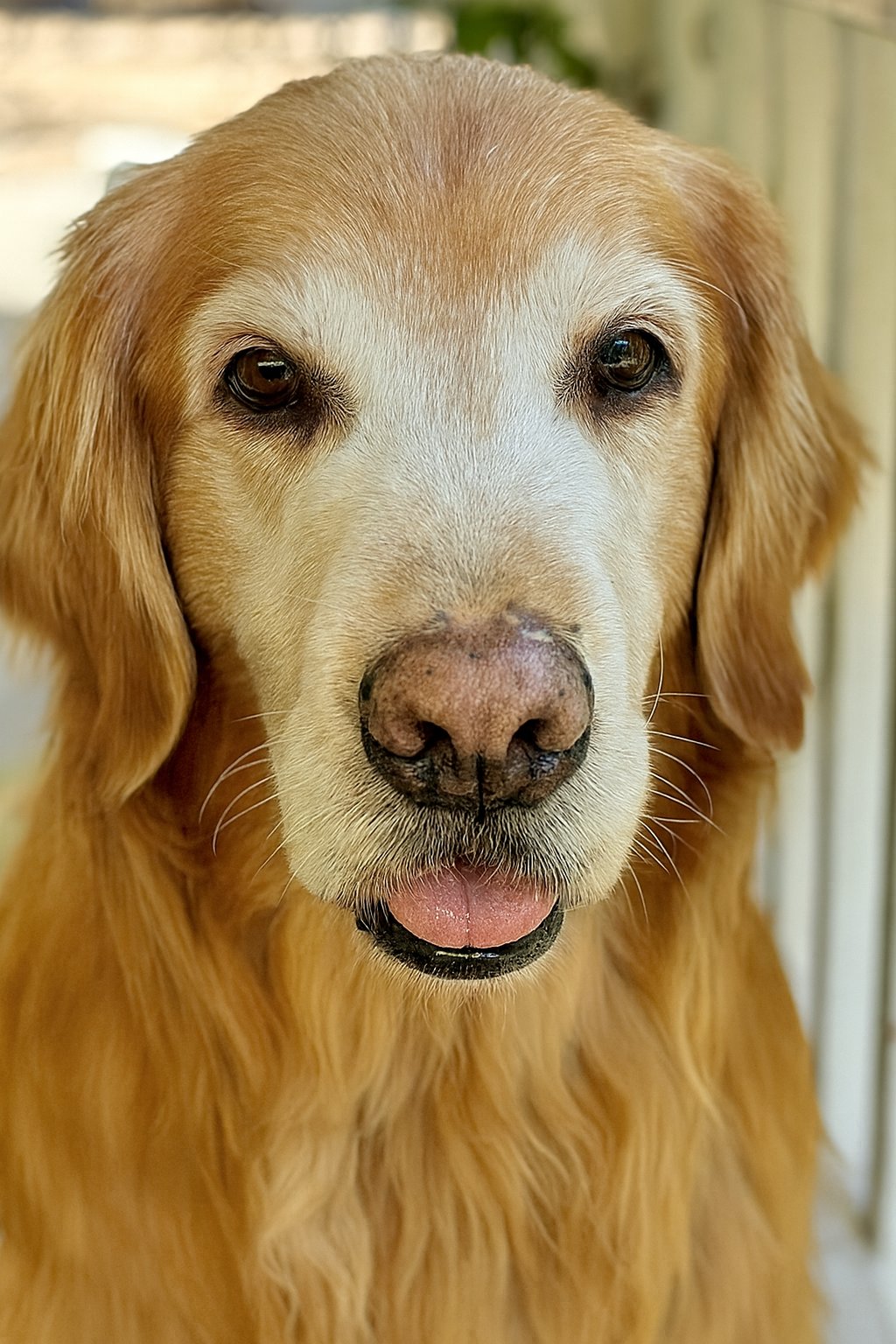 Malcolm The Golden