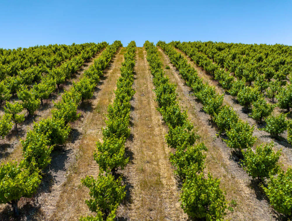 Paso Robles vineyard with rows of grapes growing