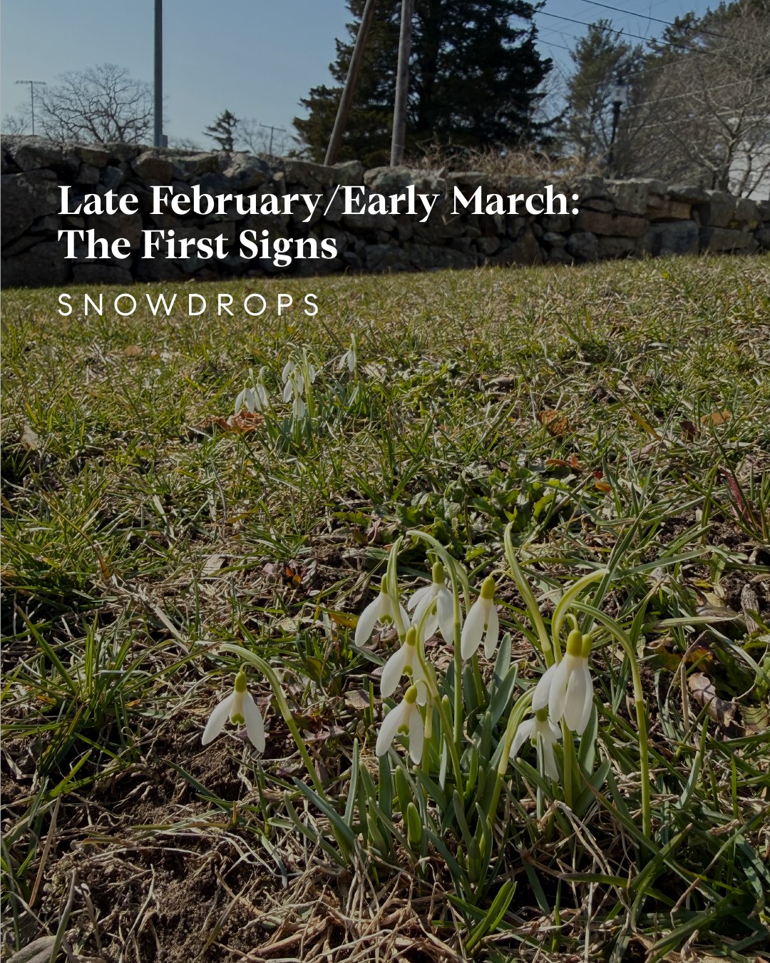 Spring Bloom Guide - Westchester County, NY + Fairfield County, CT