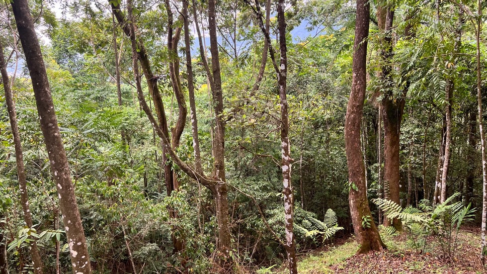 New Home and Guest Villa near Tinamastes Alfombra