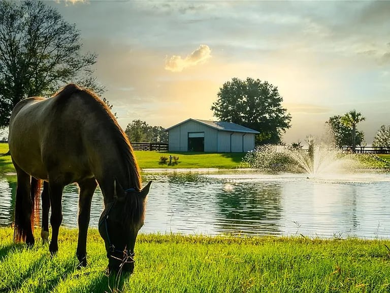 3650 SE 165th Ave, Morriston, FL 32668