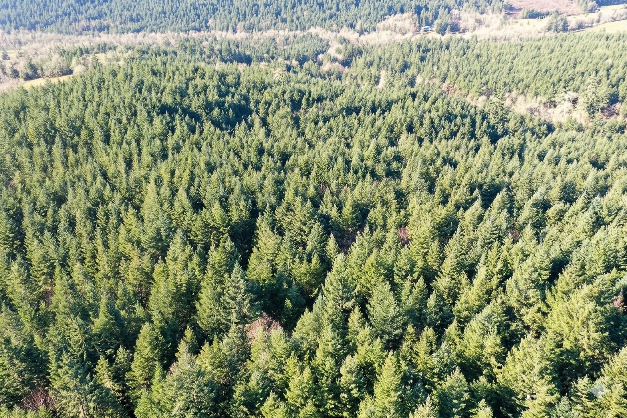 Liberty Forest Auction