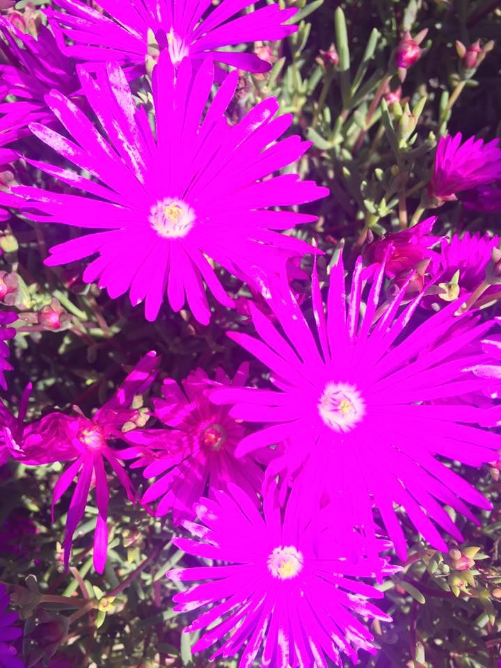 Vivid magenta desert flowers with yellow centers among green foliage and buds.