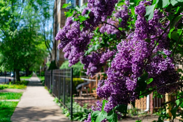 Logan Square