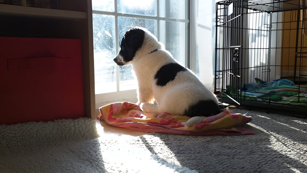 How to Keep Pets Safe While You're Away