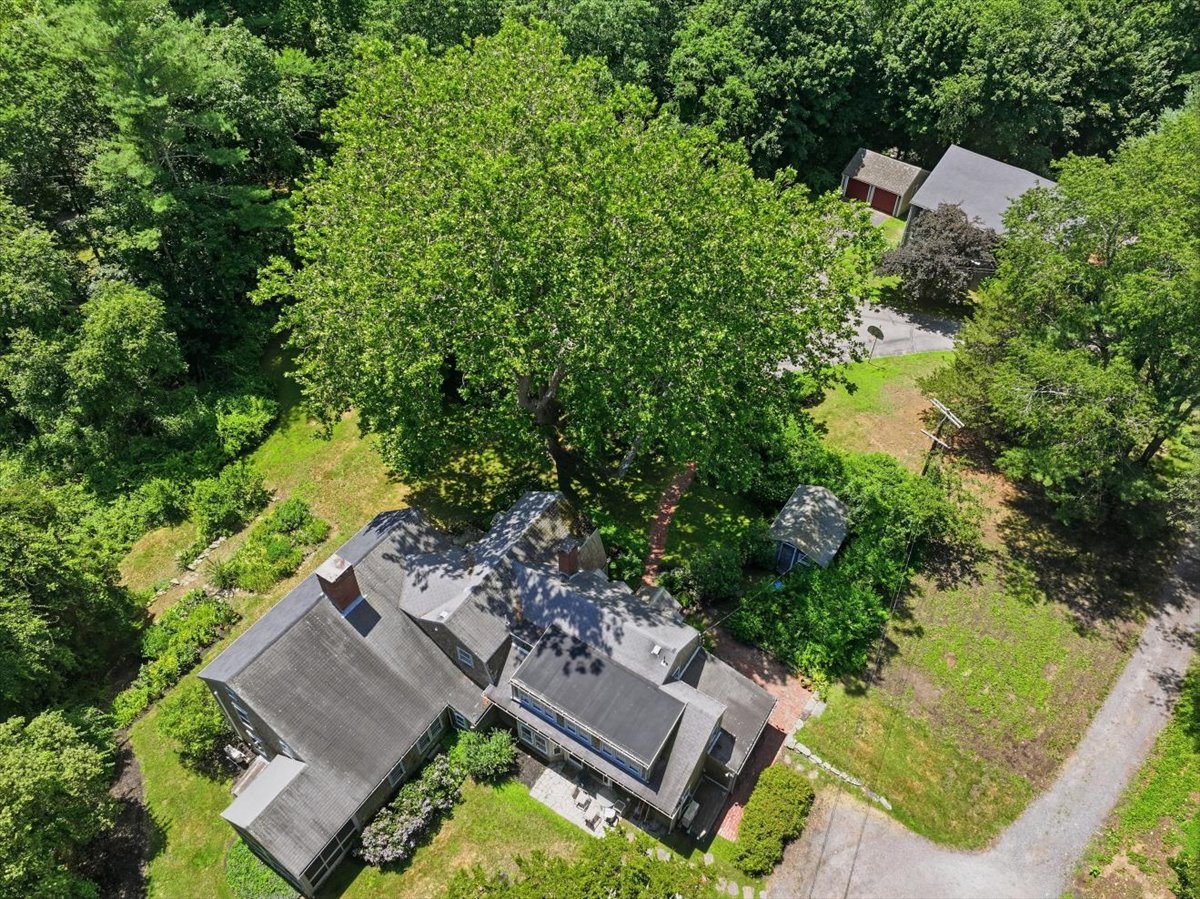 The Buttonwood