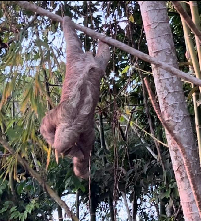 Castillo Puesta del Sol, Escalares - 