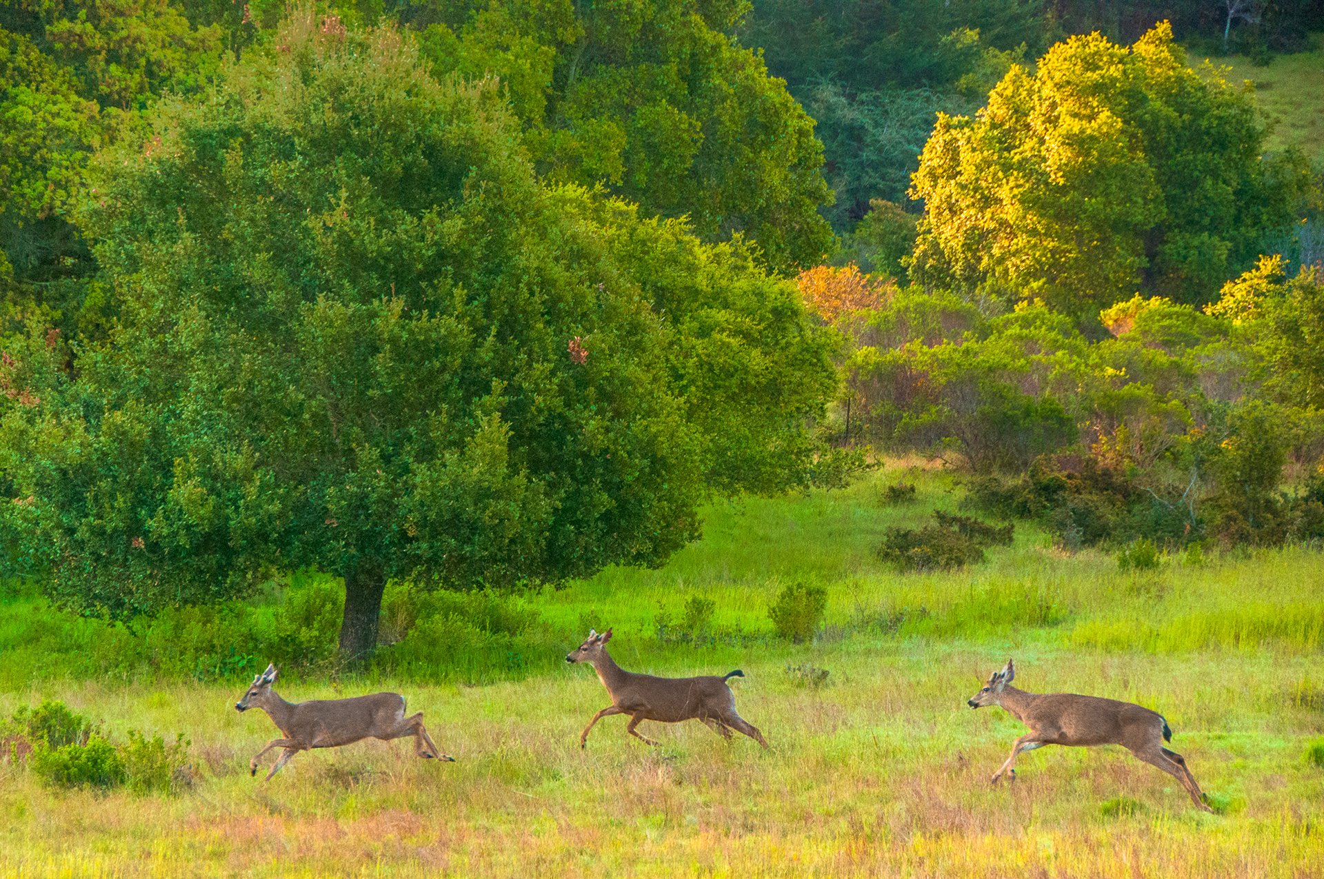 Rancho Refugio - A Place of Refuge