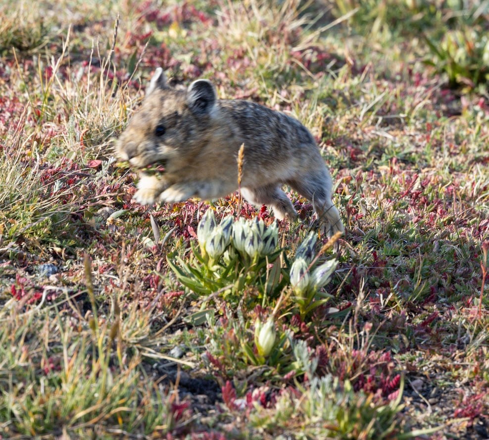 Where the Road Meets the Sky: Driving Trail Ridge Road