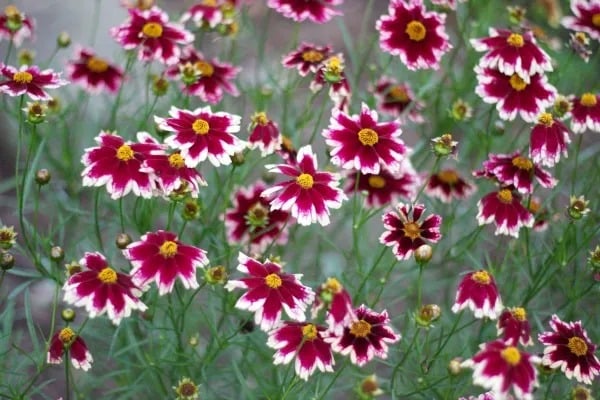 Garden Love!