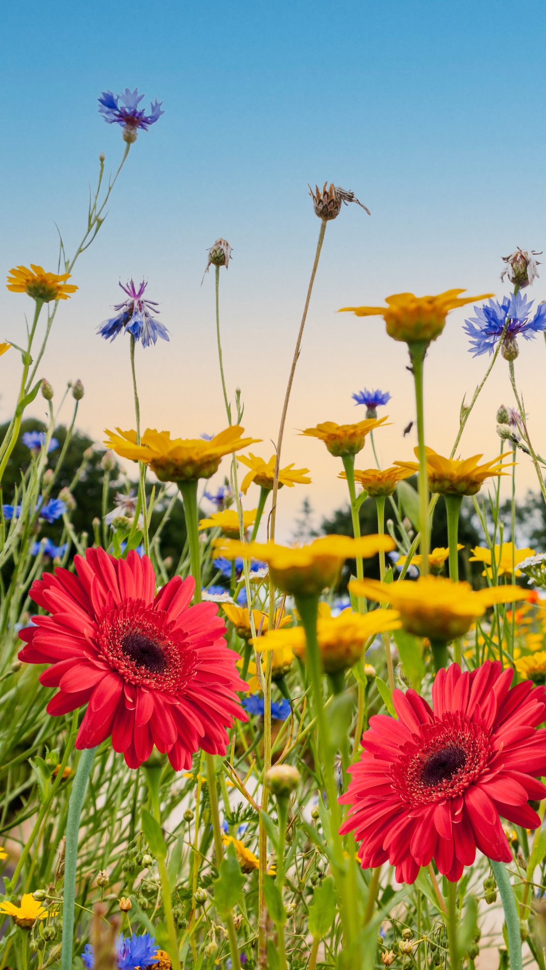 An Old-Fashioned Island Garden