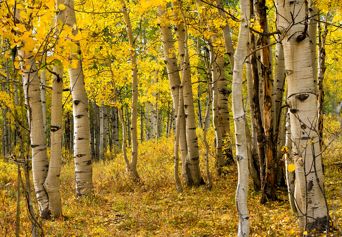 Mountain Life in Fall: Slowing Down and Taking It In
