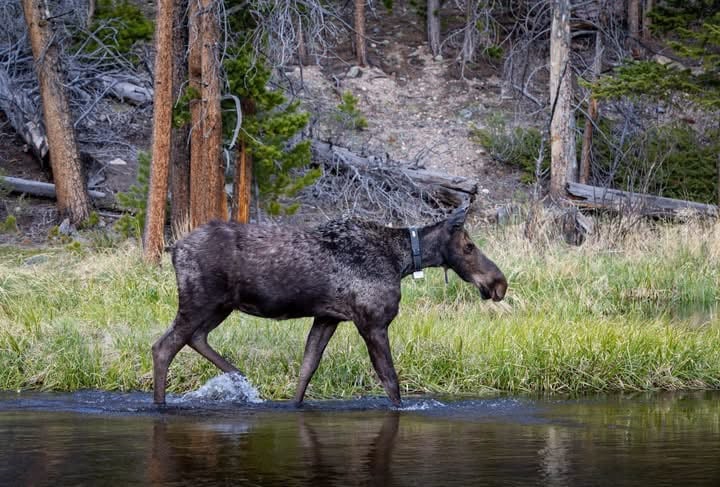 Into the Wild: Discovering Rocky Mountain National Park with Monica