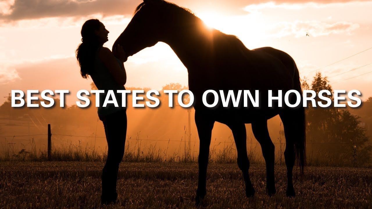  Top 5 States to Own a Horse Property in America (2025 Update!)