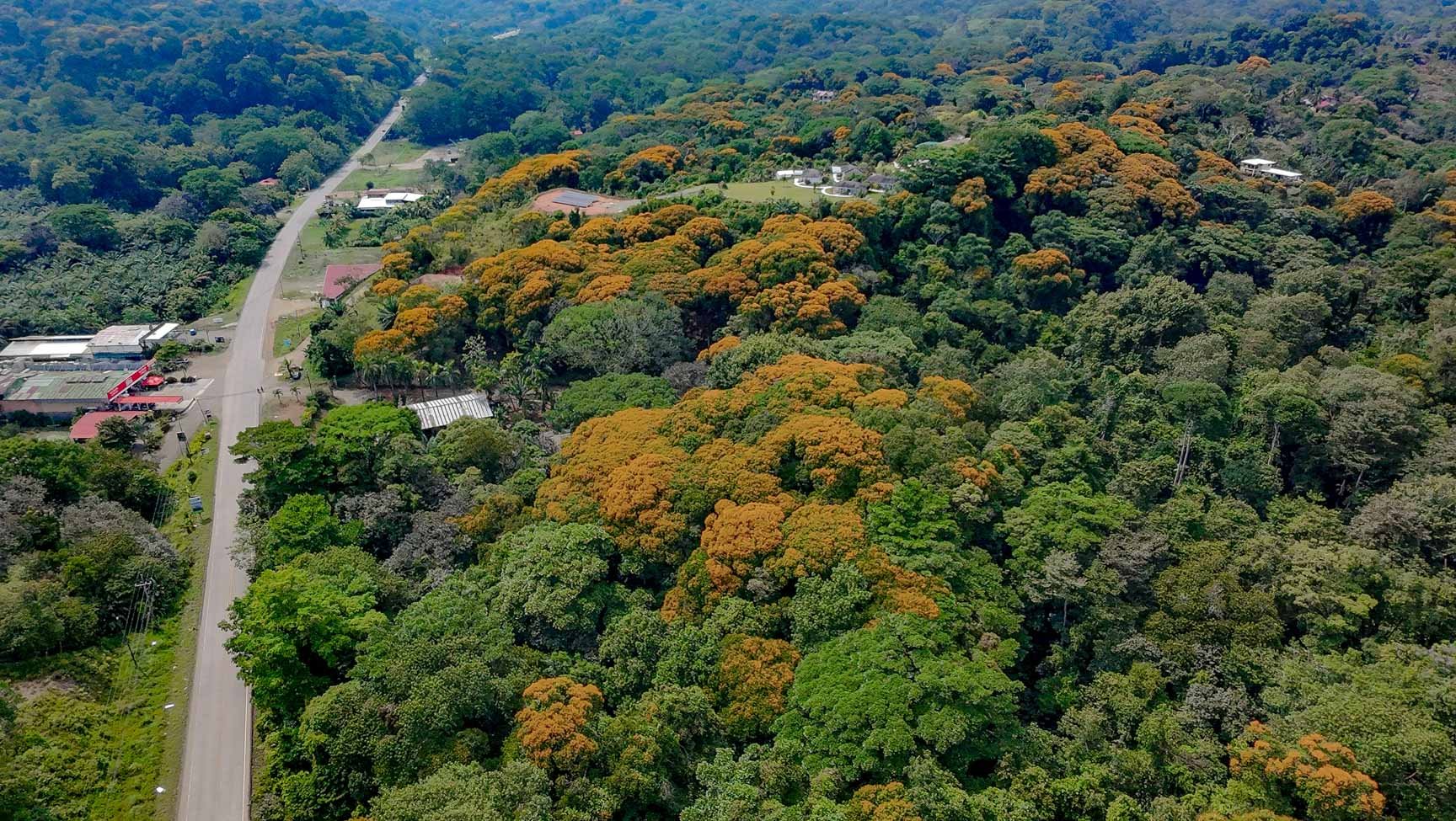 23-Acre Prime Highway Frontage Lot Near Ojochal & Ocean