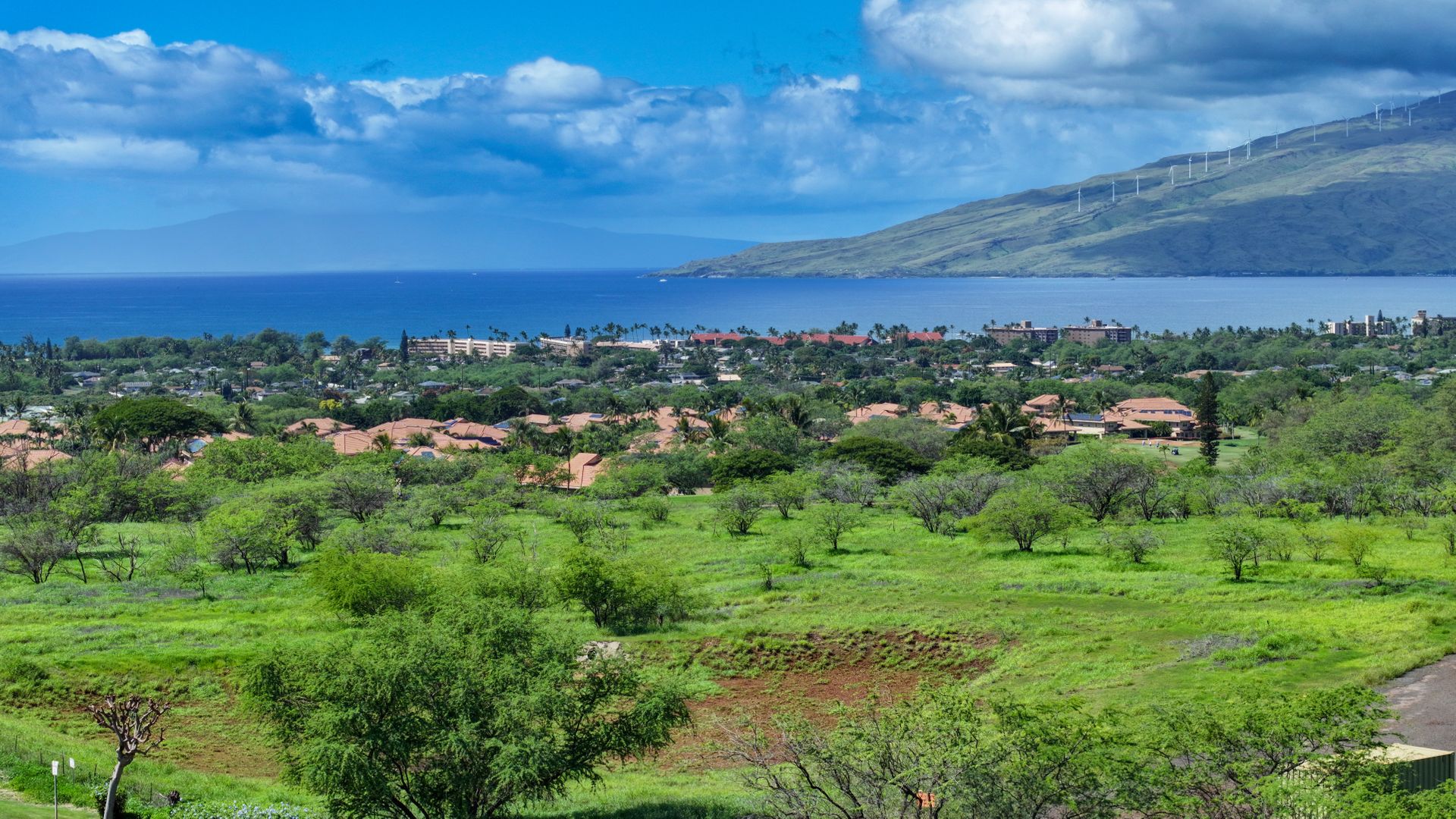 Lipoa - Maui