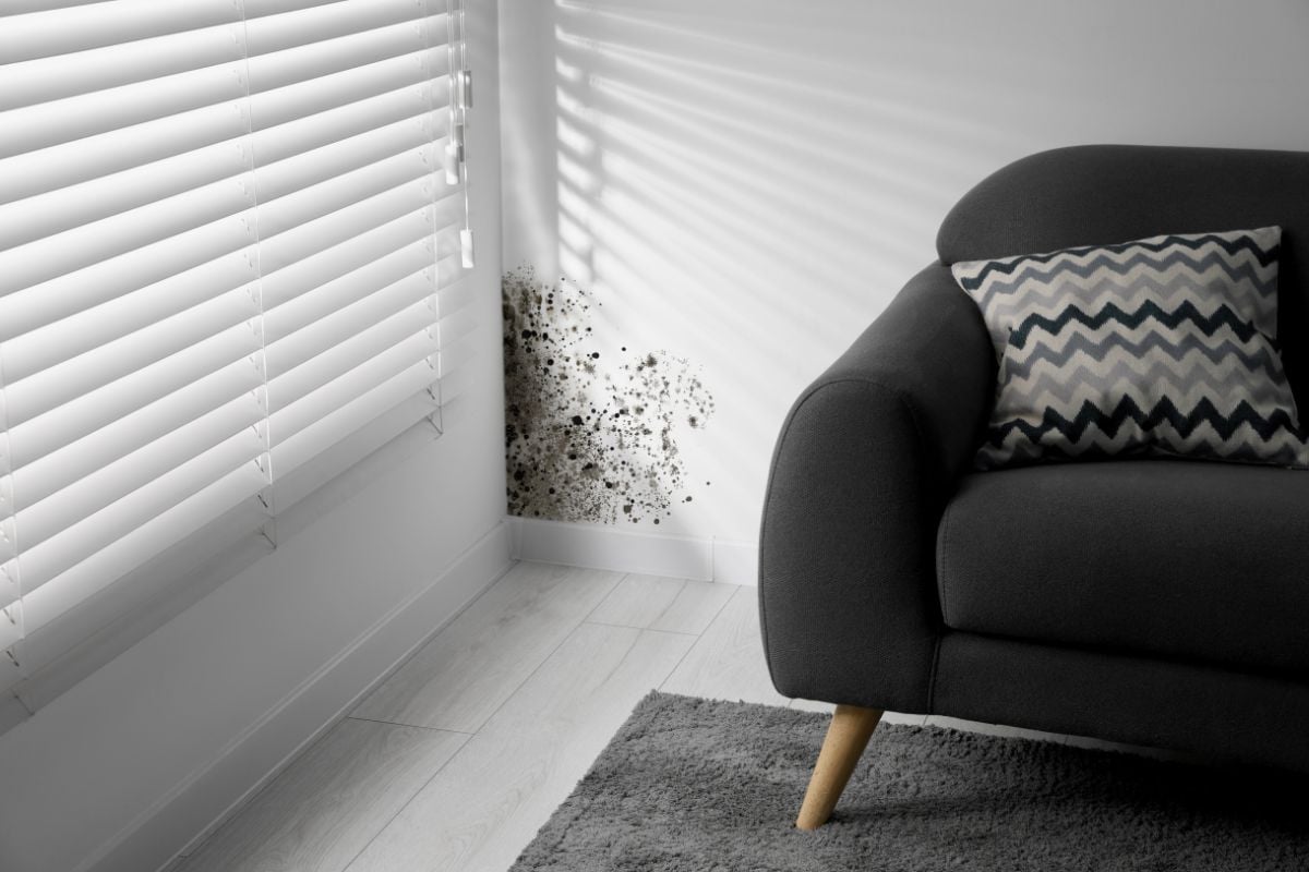 Is Your Home Making You Sick? The Hidden Dangers of Mold and How to Prevent It