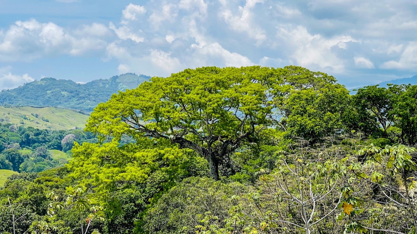 Valley of Dreams - A Beautiful Multi-Use Property Near Cacao Ridge, 10.85 Acres at a Phenomenal Price!