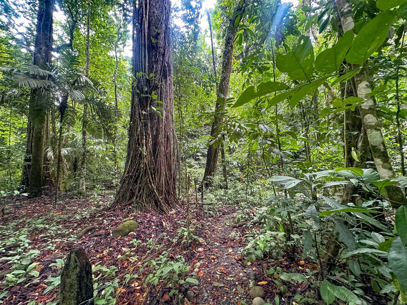 Rainforest Home with River, Jungle Trails & Pool in Ojochal