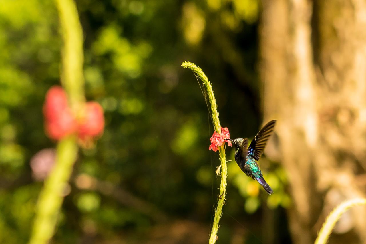 Build-Ready Ocean View Land with Casita & Fruit Orchard | Tres Rios, Costa Rica