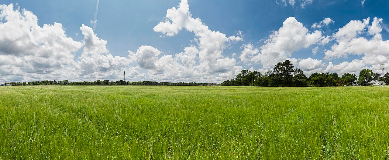 Open grassy land stretches toward a distant tree line beneath a bright, cloud-filled sky.