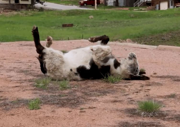 A Colorado Classic: Inside Cripple Creek’s Donkey Derby Days