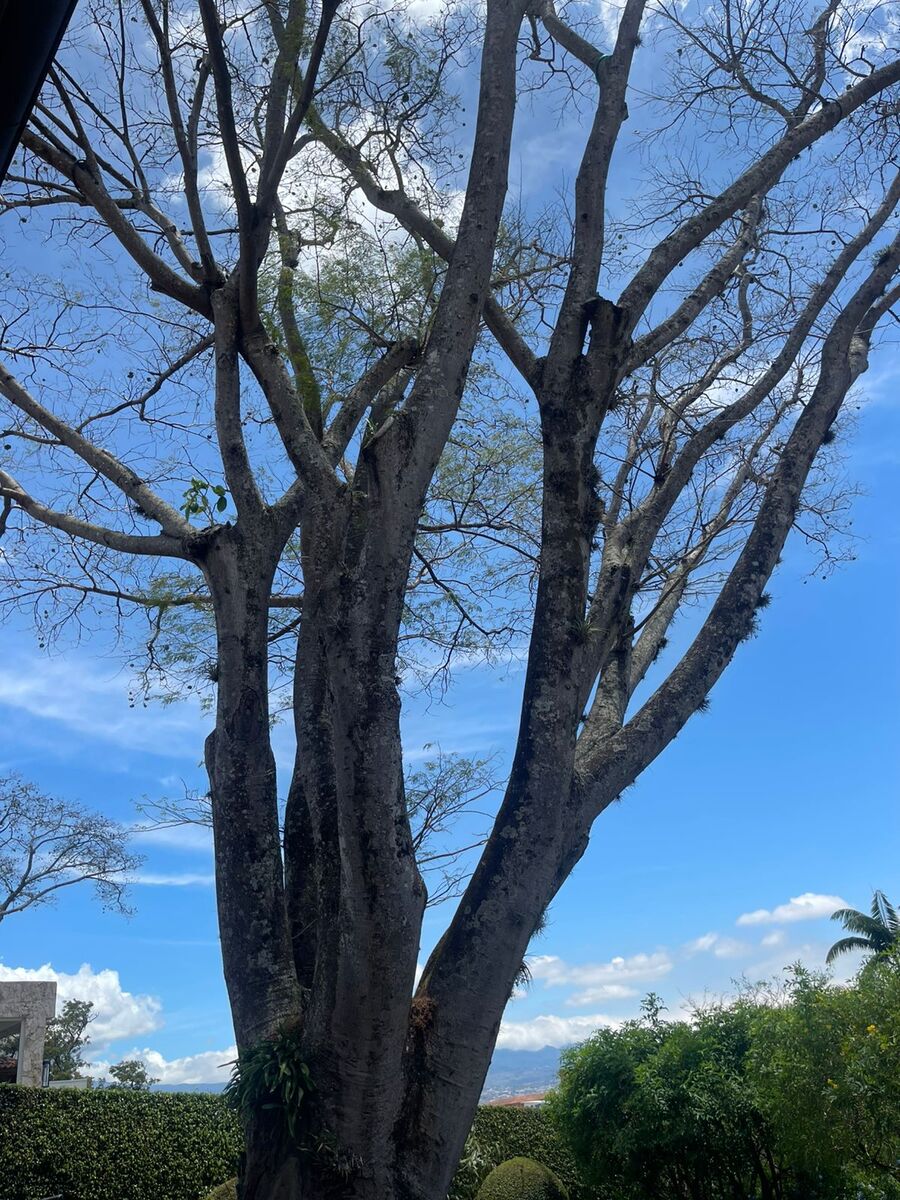 Guanacaste Tree Estate, Escazu, San Jose