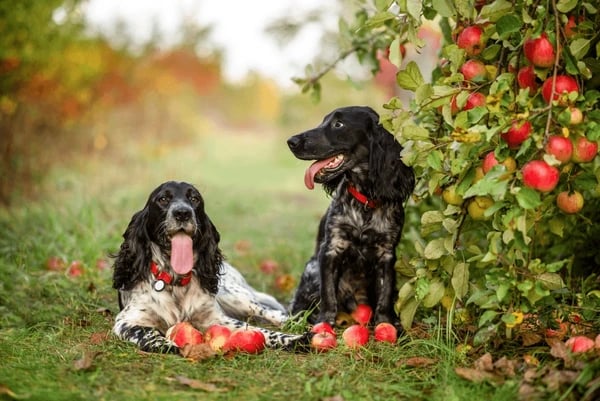 Best Dog-Friendly Apple Picking & Breweries on Long Island