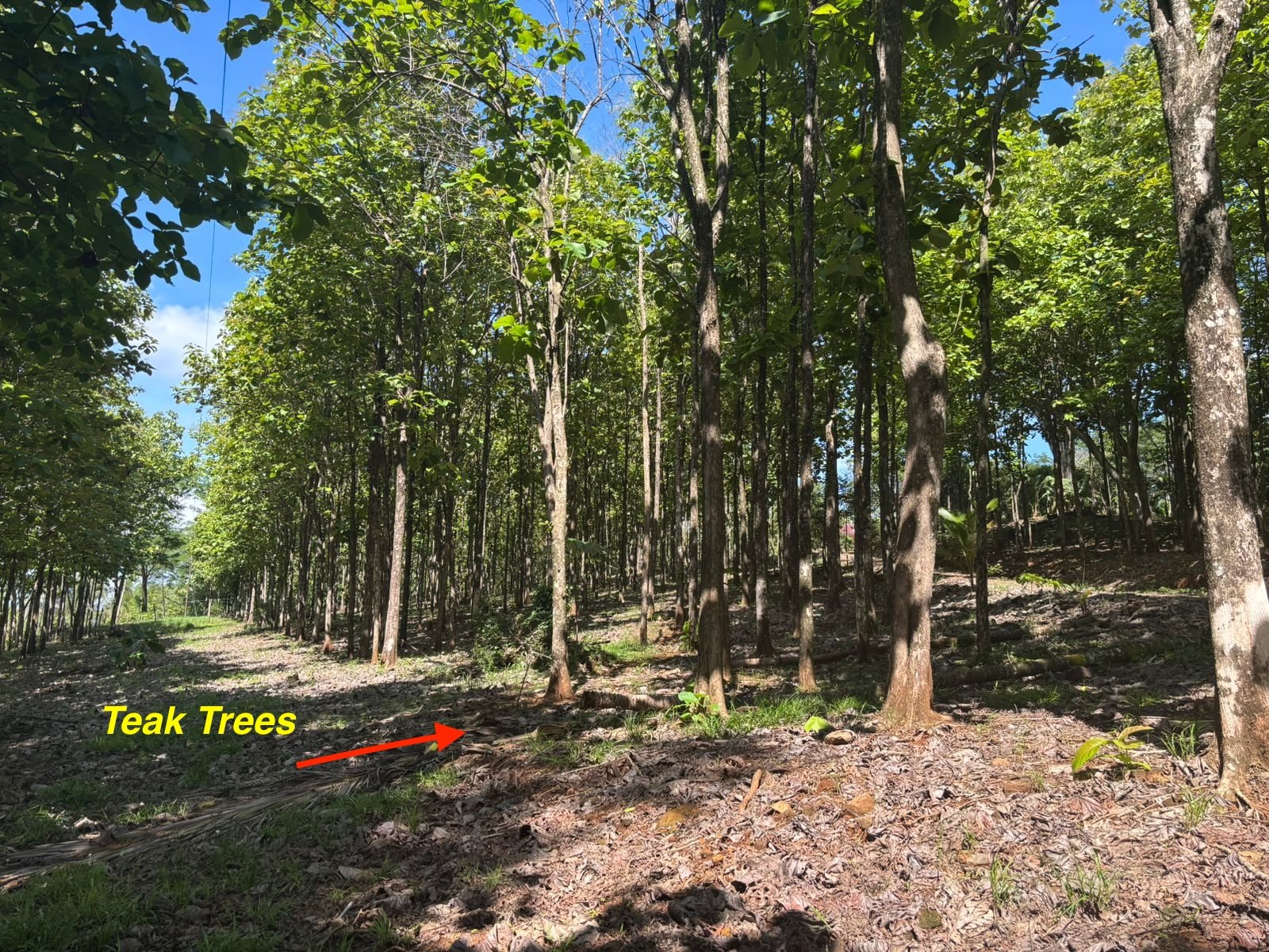 7-Hectare Farm with Teak Plantation, Existing Home & Eco-Development Potential Near Parrita, Costa Rica