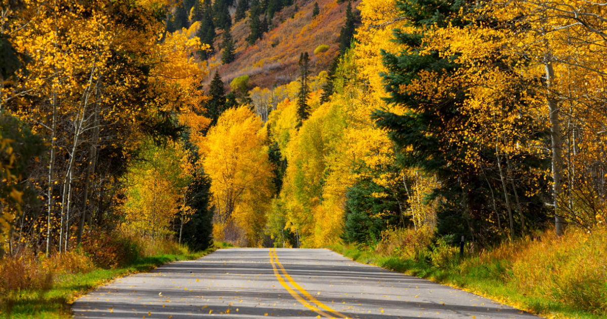 Road through a golden autumn forest, with evergreen trees and a wooded hillside.